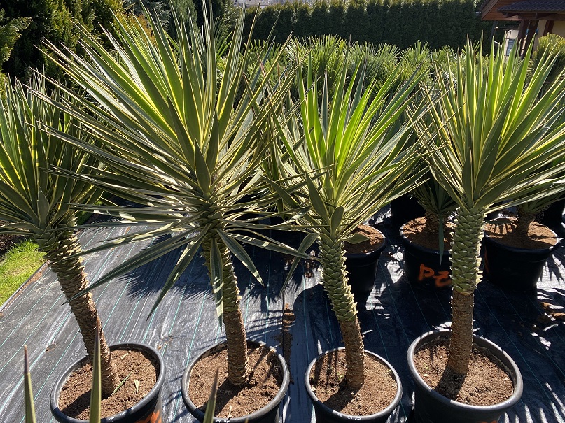 Yucca Aloifolia Marginata 