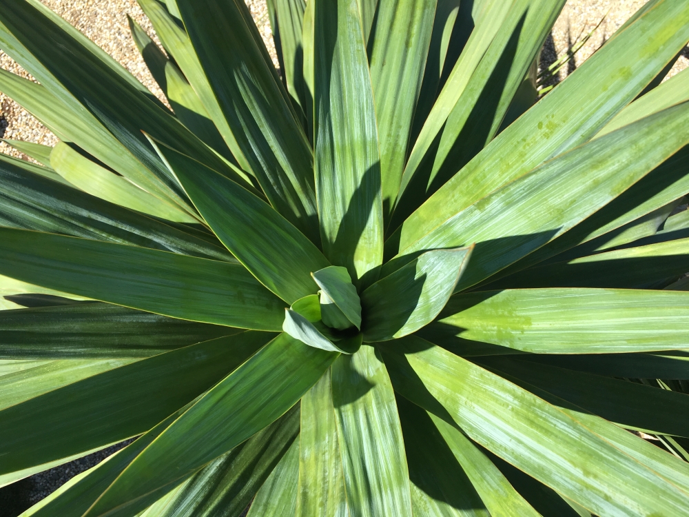 Yucca Gloriosa Palmy A Zahrady