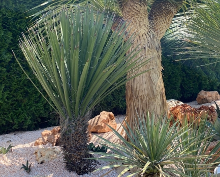 Yucca potosina 