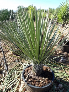 Yucca potosina 