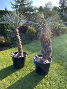 Yucca thomsoniana 