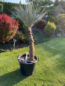 Yucca thomsoniana 