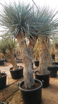 Yucca rigida 