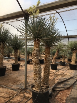 Yucca rigida 