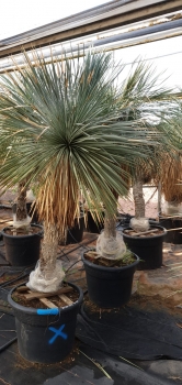 Yucca linearifolia neboli "linearis" 