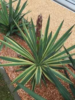 Yucca gloriosa variegata 