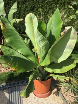 Banánovník habešský - Zelená forma 