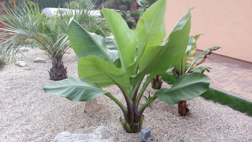 Banánovník habešský - Zelená forma 