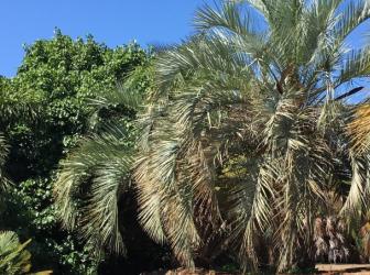 Mrazuvzdorné palmy