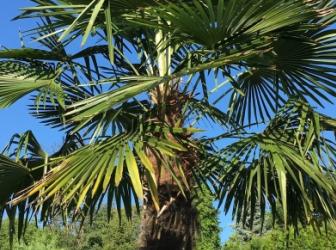 Mrazuvzdorné palmy