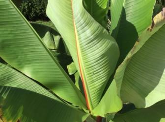 Banánovník habešský - Zelená forma
