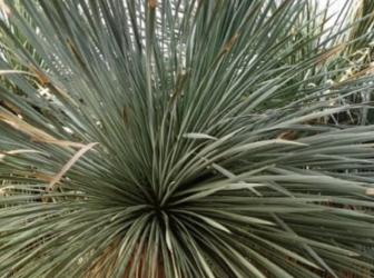 Yucca linearifolia neboli "linearis"
