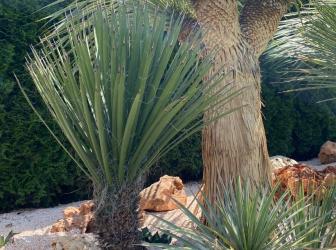 Yucca potosina