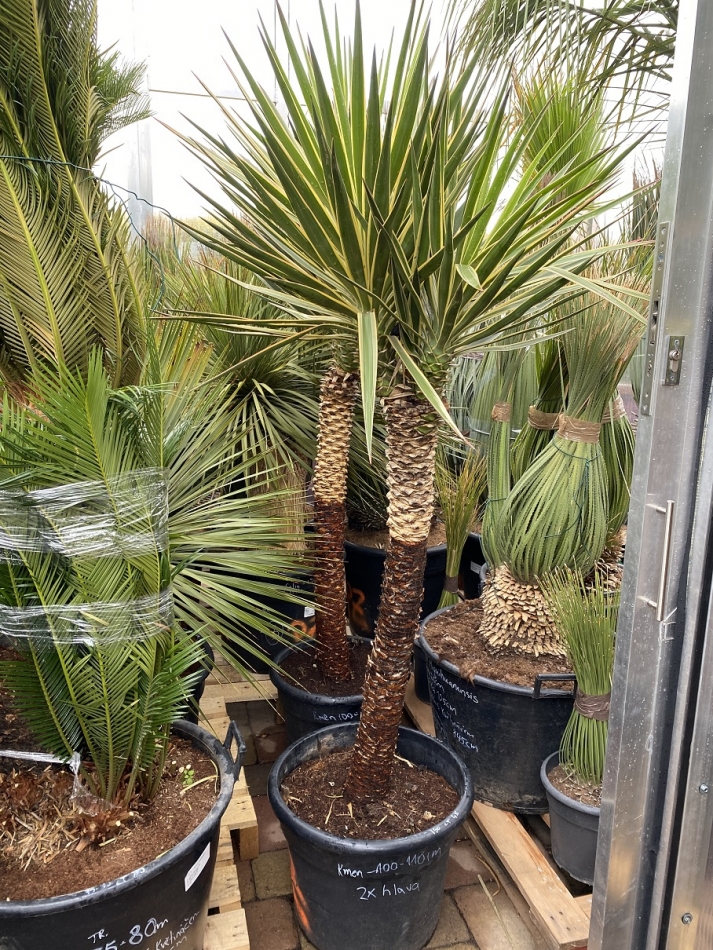 Yucca aloifolia marginata | Palmy a zahrady